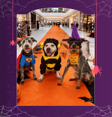 Desfile Espeluznante de Mascotas